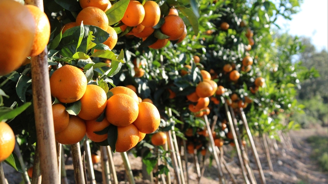 Komati Fruit Plaasbesoek @ Crocodile River Estates